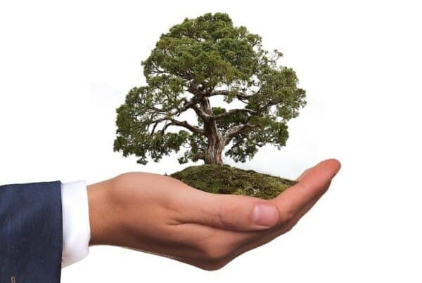 hand holding tree